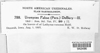 Uromyces viciae-fabae image